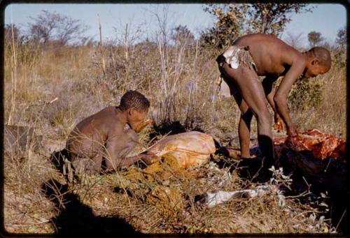 Oukwane squeezing gemsbok rumen, head of photographer seen in shadow