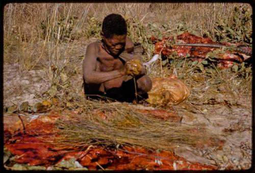 Oukwane squeezing gemsbok innards over grass sieve