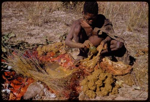 Oukwane dipping a tsama rind in gemsbok rumen liquid