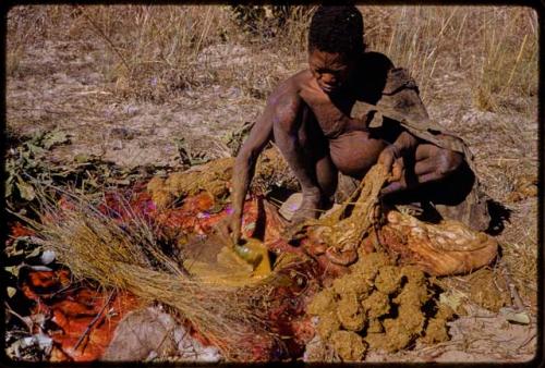 Oukwane dipping a tsama rind in gemsbok rumen liquid