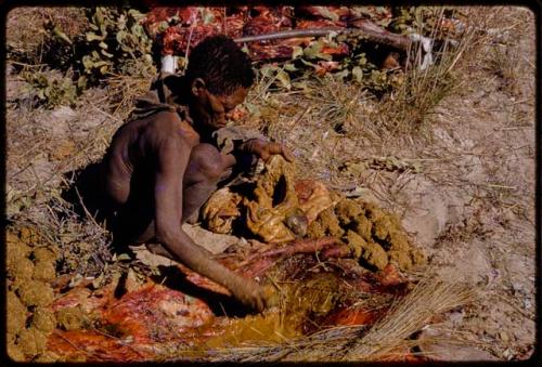 Oukwane dipping a tsama rind in gemsbok rumen liquid