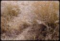 Tsama melons in grass, close-up