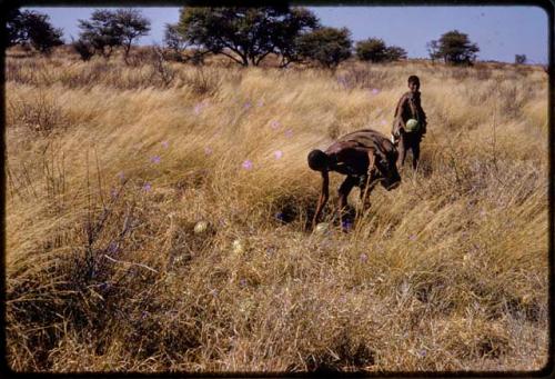 Tsekue and /Twikwe picking up tsama melons