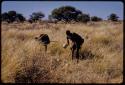 Tsekue and /Twikwe picking up tsama melons