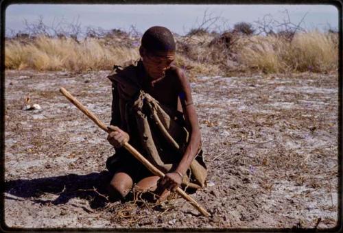 /Twikwe digging at the ground with digging stick