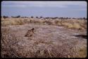 /Twikwe digging at the ground with digging stick