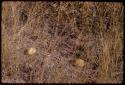 Gemsbok cucumbers in grass