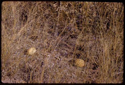 Gemsbok cucumbers in grass