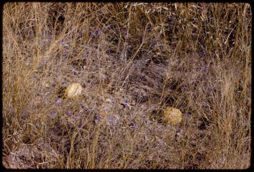 Gemsbok cucumbers in grass