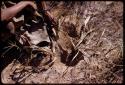 /Twikwe digging at a root with a digging stick, close-up of root