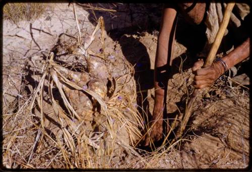 /Twikwe digging at a root with a digging stick, close-up of her hands