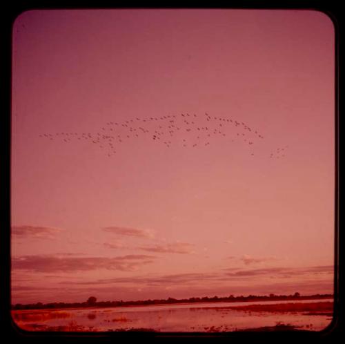 Sunset with flying birds