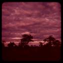 Trees with cloudy sky