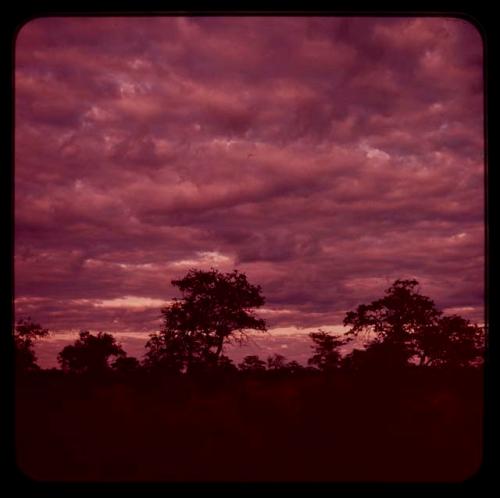 Trees with cloudy sky