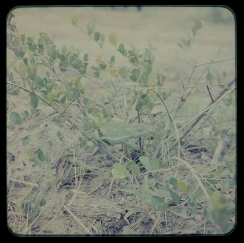 Lizard on plants