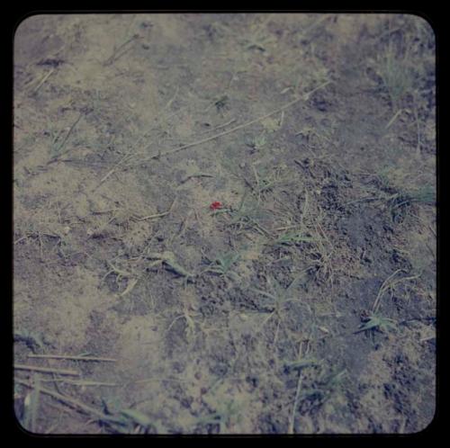 Red insect on the ground