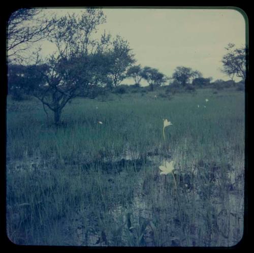 White flowers on wet ground, with trees in the background