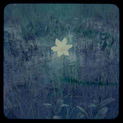 White flower on wet ground