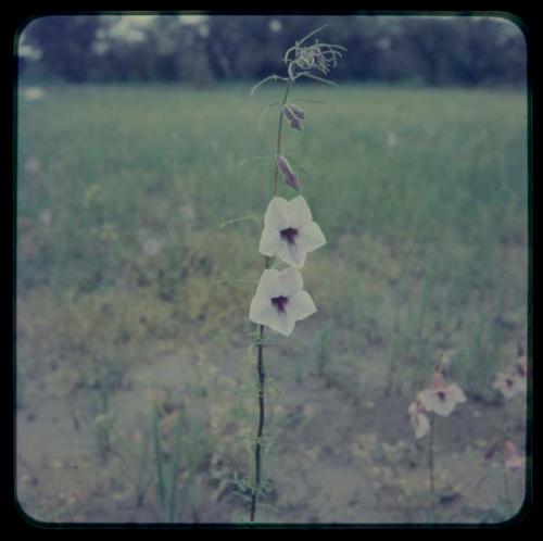 Stalk with white blossoms