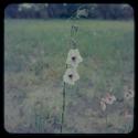 Stalk with white blossoms