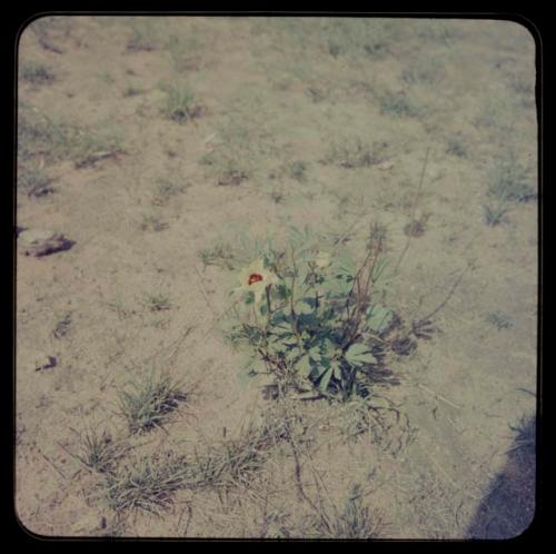 Plant with yellow blossoms