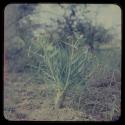 Plant with thick stems and flowers