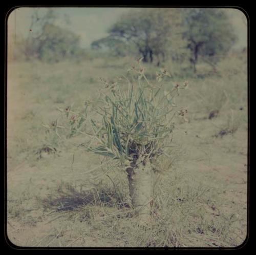 Plant with thick stems and flowers