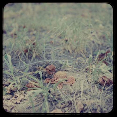 Plants and flowers on the ground