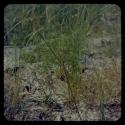 Flowering plants