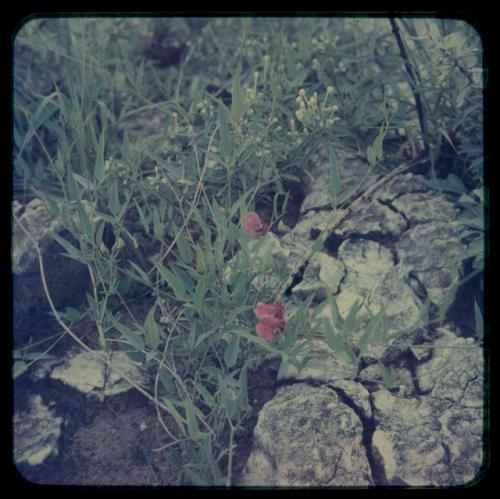 Plants with pink and yellow blossoms growing among rocks