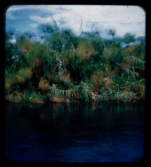 Flowers along the bank of the Kavango River