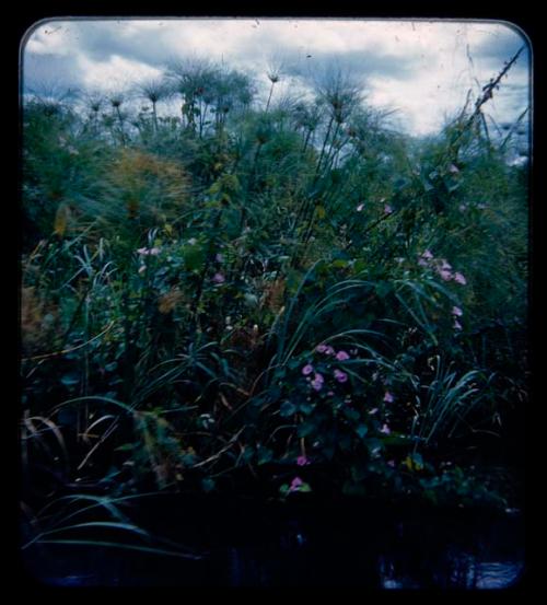 Flowers along the bank of the Kavango River