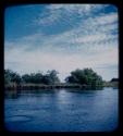 Trees along the bank of the Kavango River