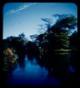 Trees along the bank of the Kavango River