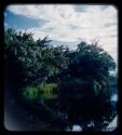 Trees along the bank of the Kavango River