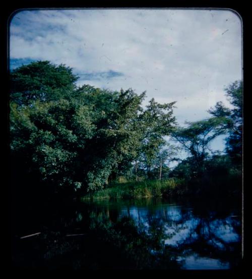 Trees along the bank of the Kavango River