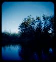 Trees along the bank of the Kavango River