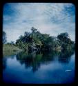 Trees along the bank of the Kavango River