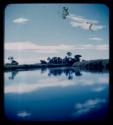 Trees along the bank of the Kavango River