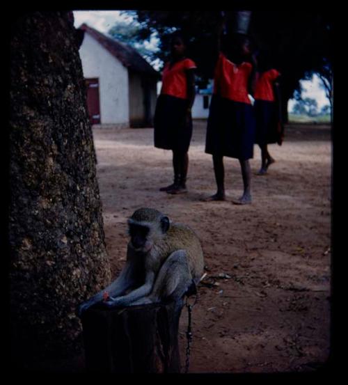 Three girls standing inside a kraal along the Kavango River, with a monkey on a chain sitting on a log in the foreground