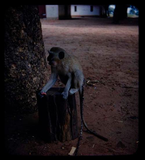 Monkey on a chain sitting on a log, inside a kraal along the Kavango River