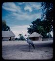 Large bird and huts in a village along the Okavango River