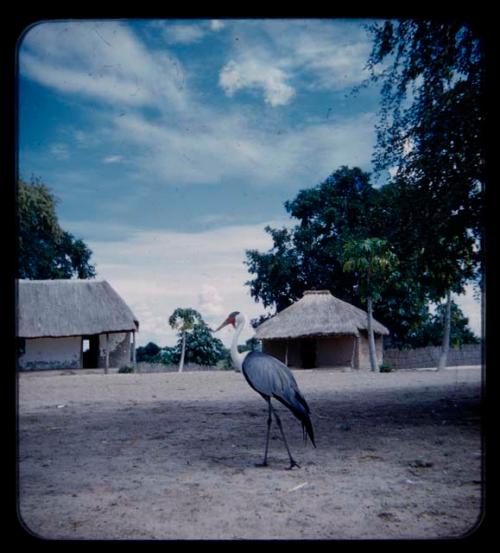 Large bird and huts in a village along the Kavango River