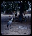 Large bird and huts in a village along the Okavango River, with people in the background