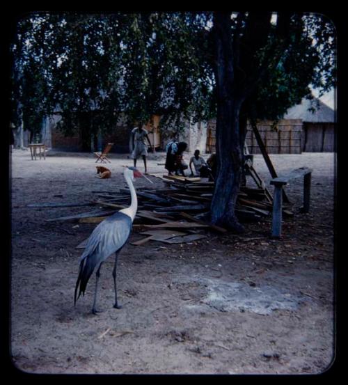 Large bird and huts in a village along the Kavango River, with people in the background