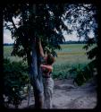 Elizabeth Marshall Thomas picking fruit from a tree, with a green field in the background