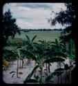 Palm or bamboo, with a green field in the background