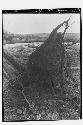 Roots of Fallen Tree