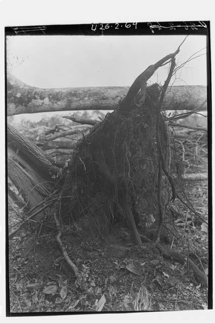 Roots of Fallen Tree