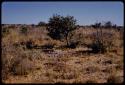 Landscape, tsama melon rinds under a tree